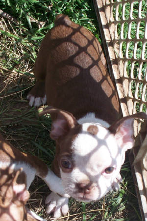 kikimale1a03062009.jpg
